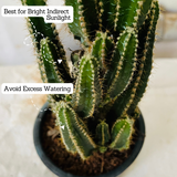 Cereus Fairy Castle Cactus Live Plant