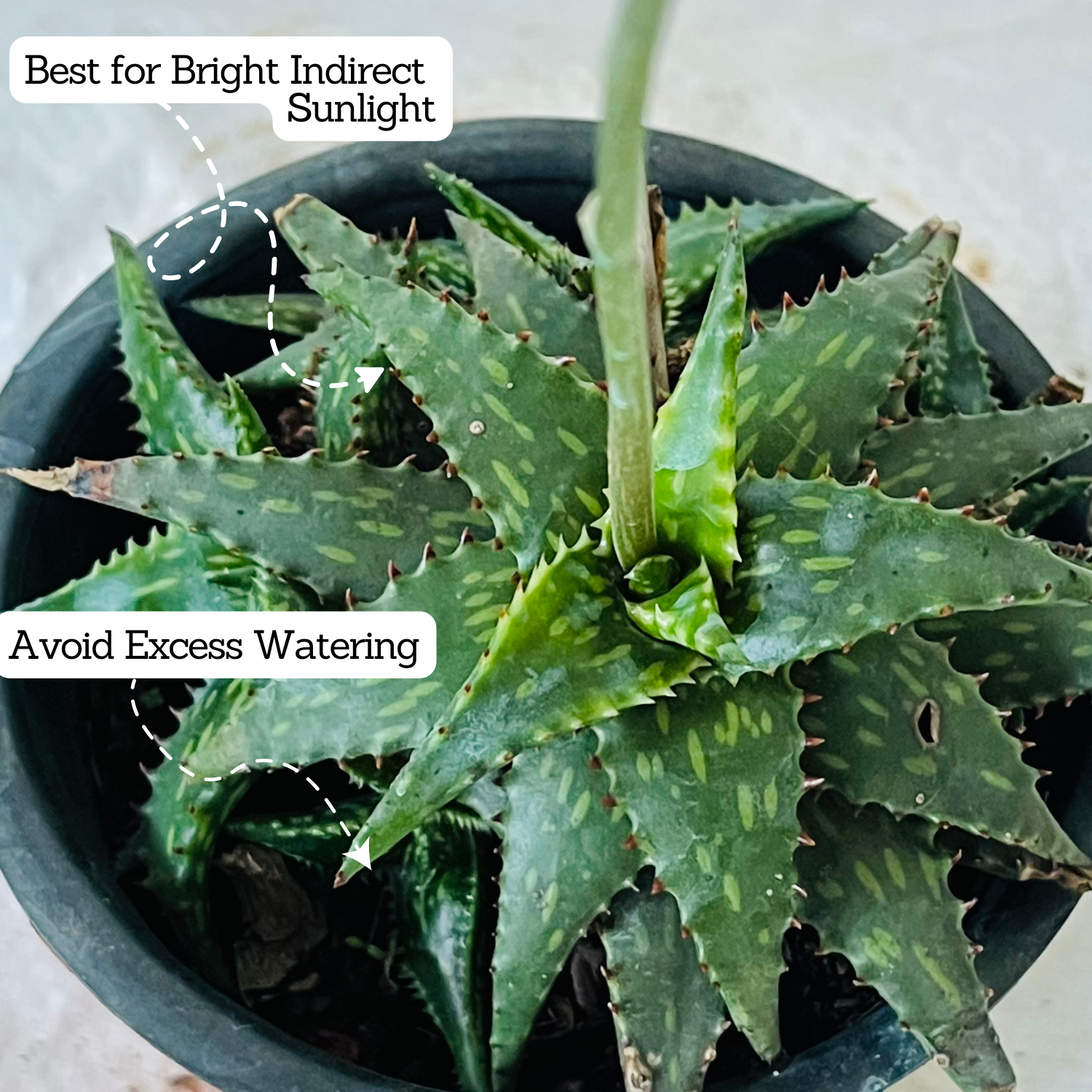 Aloe Tiger Jade - Live Succulent Plant (Home & Garden)