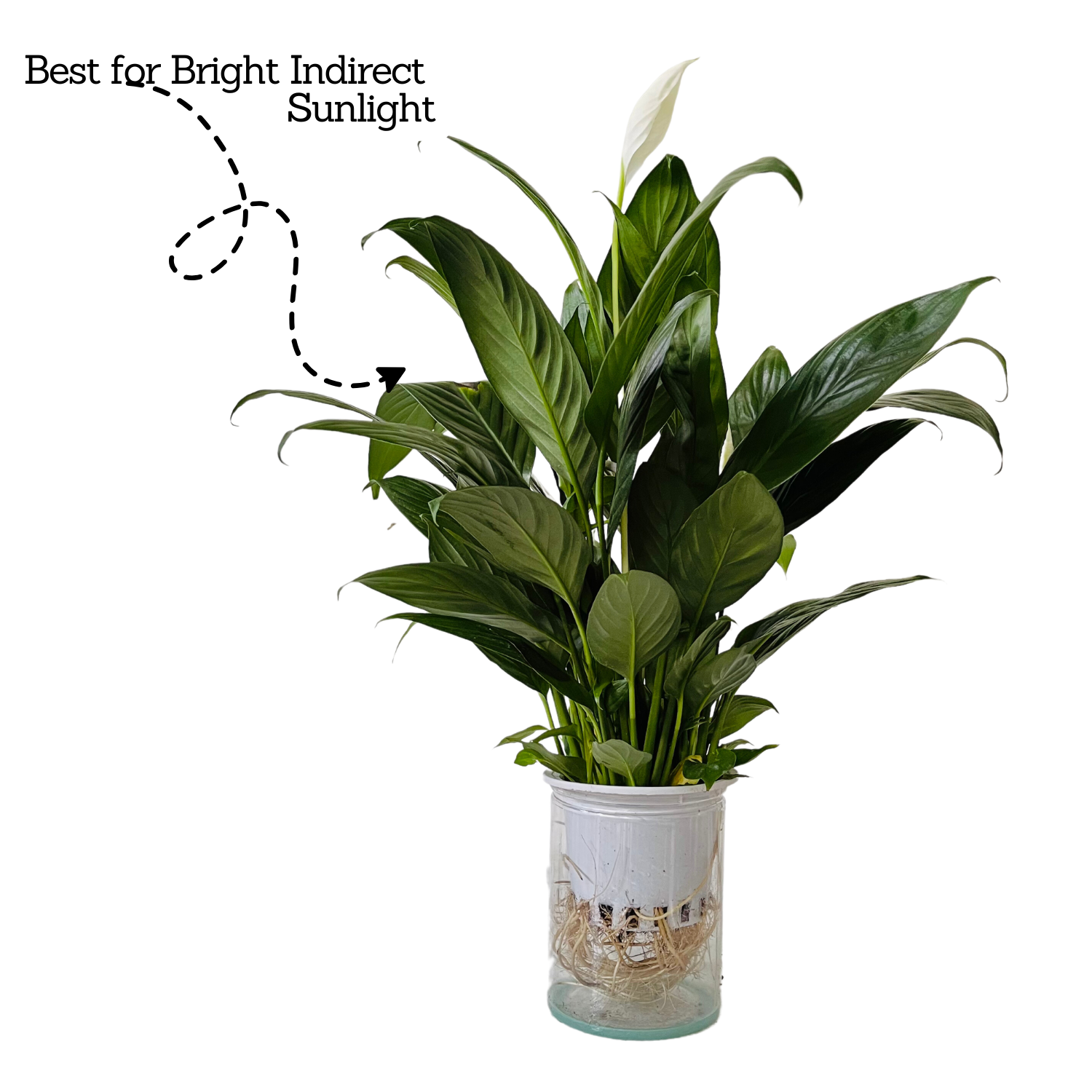 Peace Lily in Selfwatering Pot (Spathiphyllum) Flowering/Ornamental Live Plan (Home & Garden)