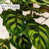 Hydro Calathea / Water Calathea - Live Plant (Home & Garden)