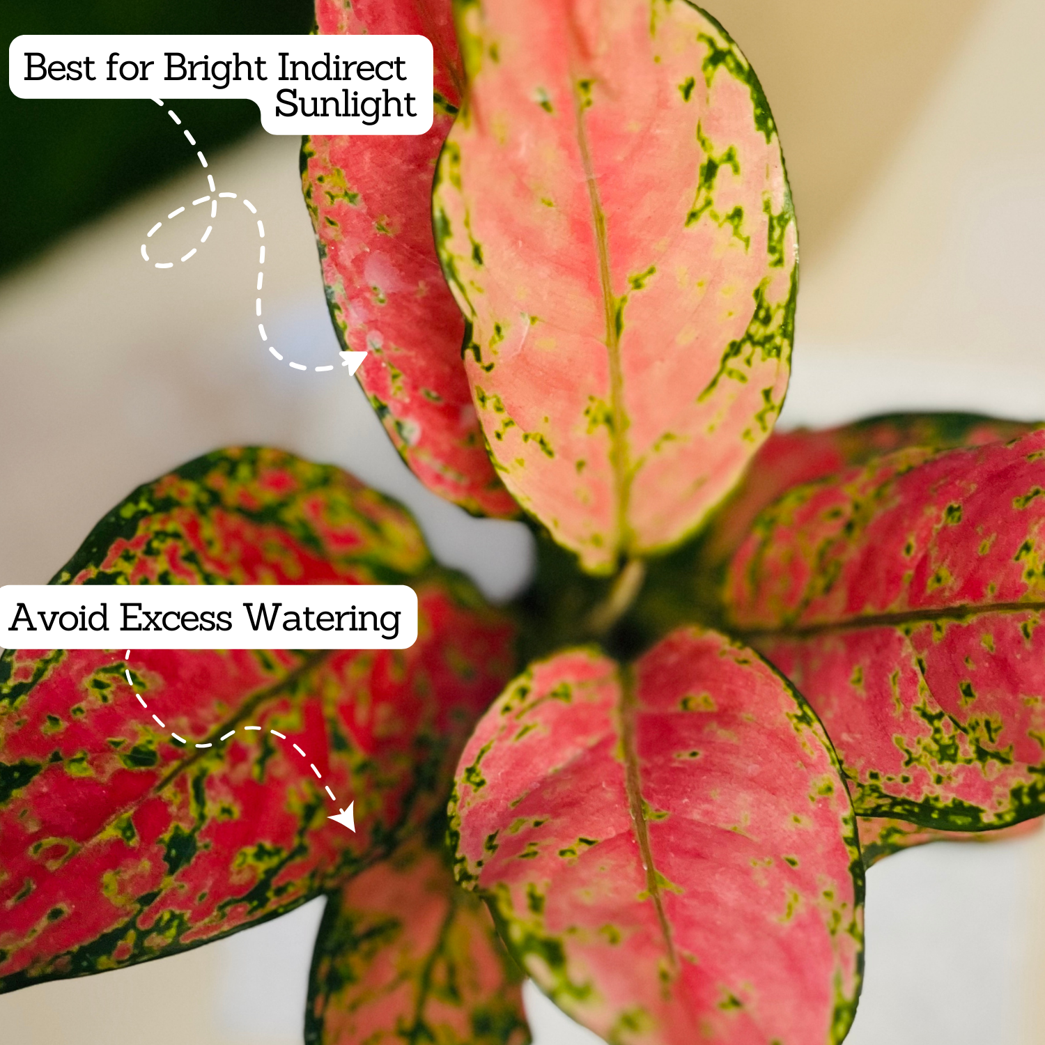Aglaonema Red Angel / Chinese Evergreen (Aglaonema commutatum)- Live Plant  in 10cm Pot