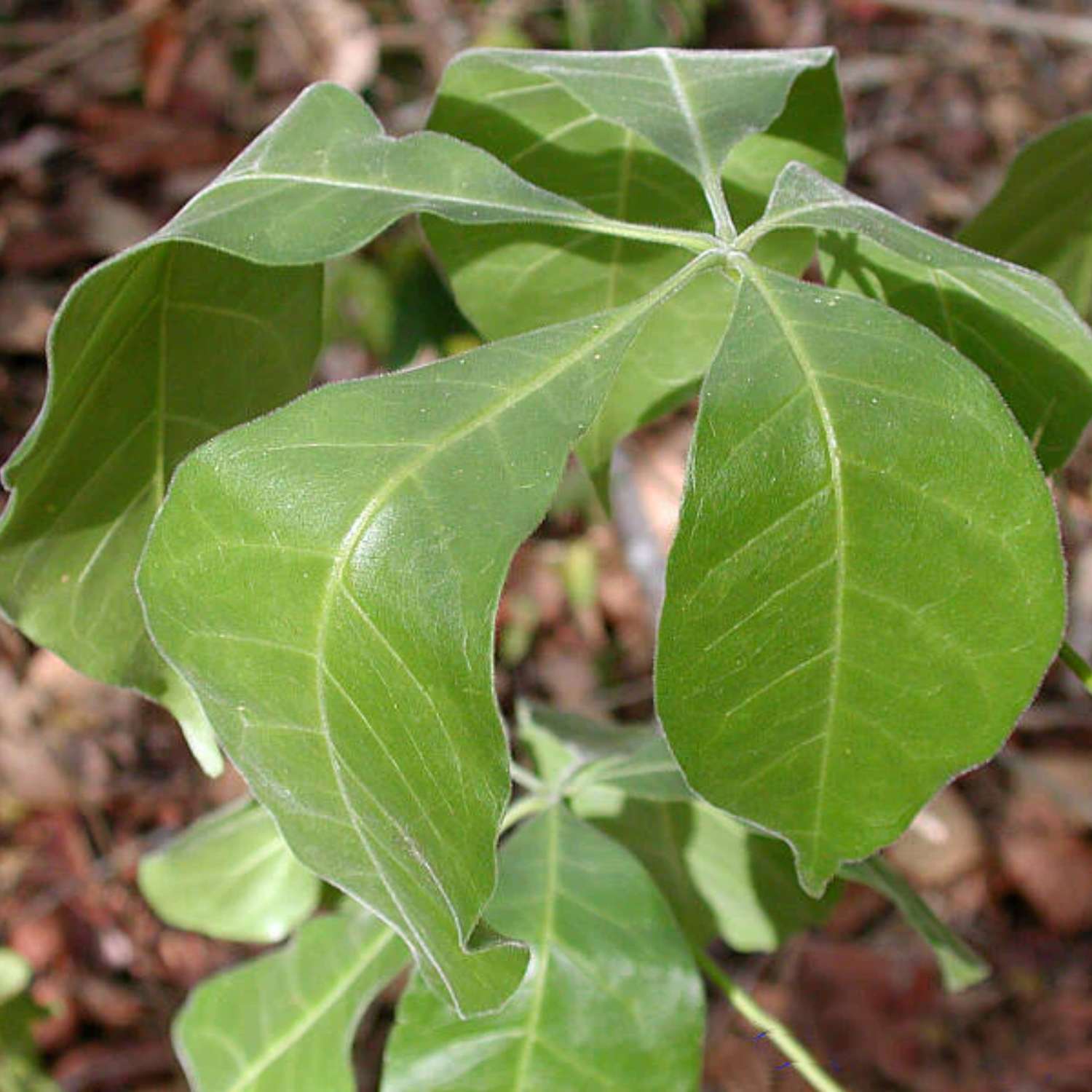 Wooly Leaved Sapote (Casimiroa Tetrameria) Seedling Fruit Plant (Home & Garden Plants)