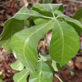 Wooly Leaved Sapote (Casimiroa Tetrameria) Seedling Fruit Plant (Home & Garden Plants)