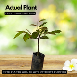 Grafted Nutmeg / Jaathi( Myristica fragrans ) Fruit/Medicinal Live Plant (Home & Garden)