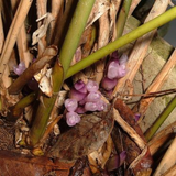 Sweet Prayer (Katemfe) (Thaumatococcus Daniellii) Fruit Plant (Home & Garden Plants)