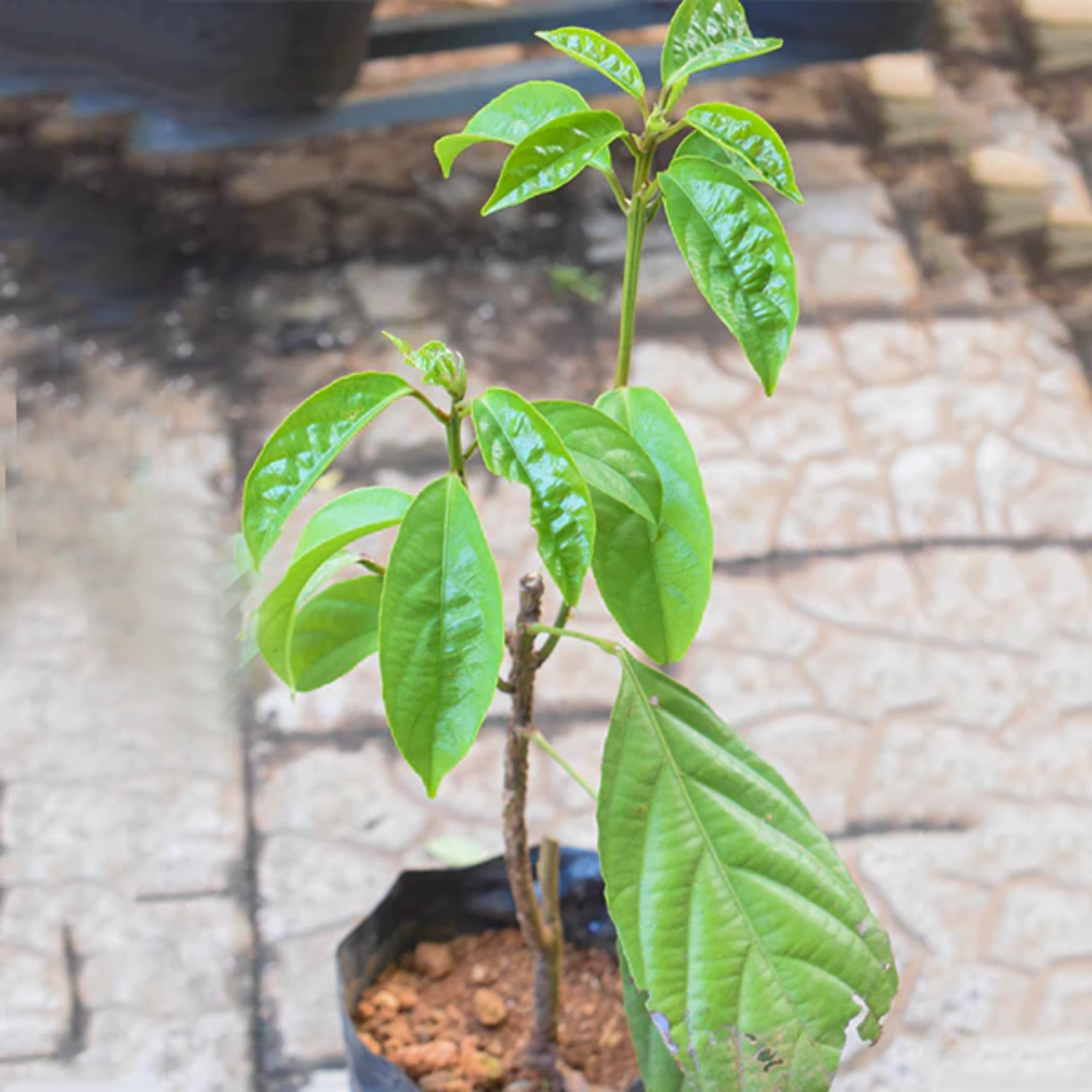 Burmese Grape Fruit (Baccaurea ramiflora) Seedling Fruit Plant (Home & Garden Plants)