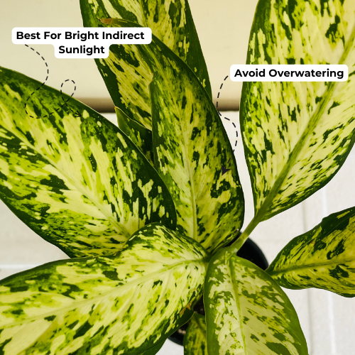 Dieffenbachia Star Bright - Live Plant (Home & Graden)