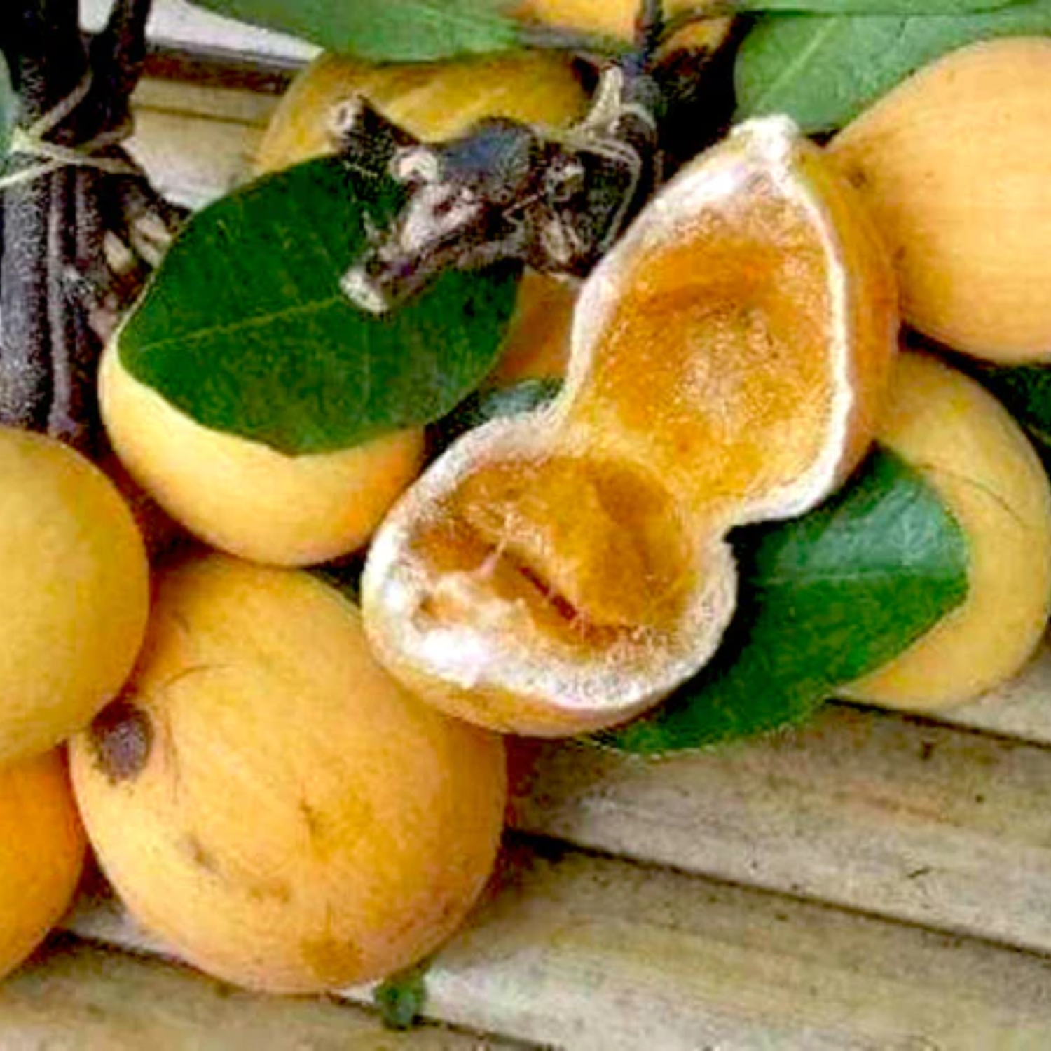 Aguh Gitan (Willughbeia Edulis) Seedling Fruit Plant (Home & Garden Plants)