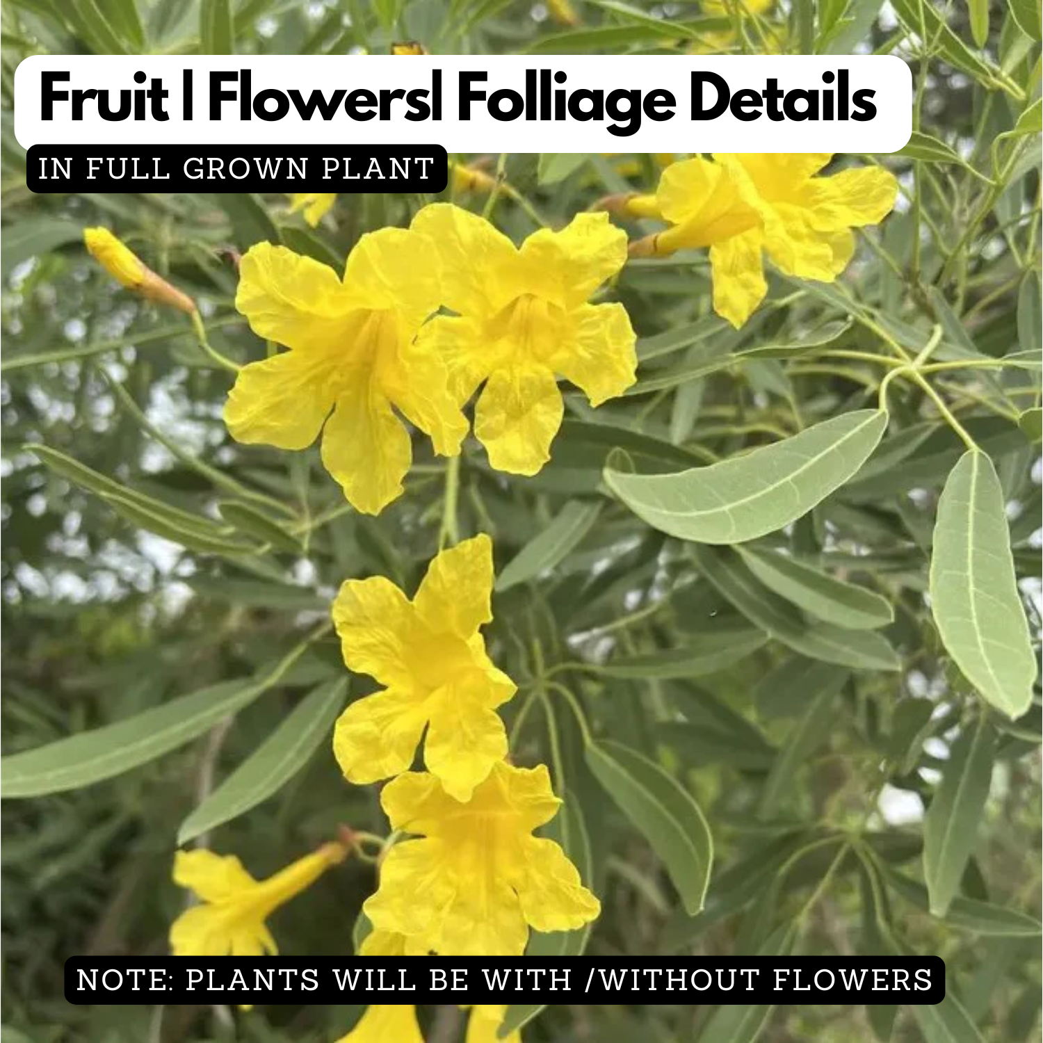 Tabebuia Argentea (Silver Trumpet Tree) Avenue Trees  Live Plant (Home & Garden)