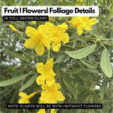 Tabebuia Argentea (Silver Trumpet Tree) Avenue Trees  Live Plant (Home & Garden)