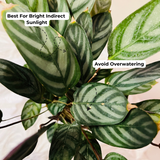 Calathea Compact Star - Live Plant (Home & Garden)