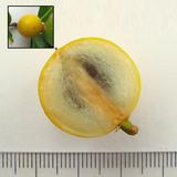 Macarandiba Fruit (Pouteria procera) Seedling Fruit Plant (Home & Garden Plants)