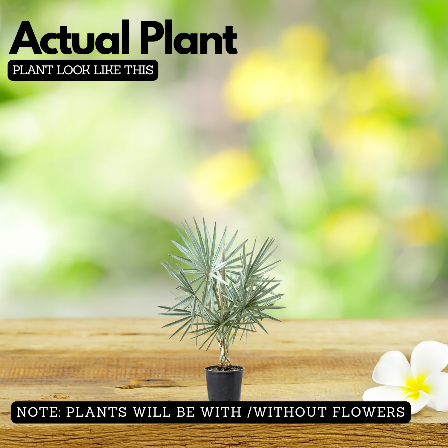 Bismarckia Nobilis | Bismarck Palm Live Plant (Home & Garden)