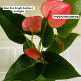 Pink Anthurium (Anthurium andraeanum) Flowering/Ornamental Live Plant (Home & Garden)