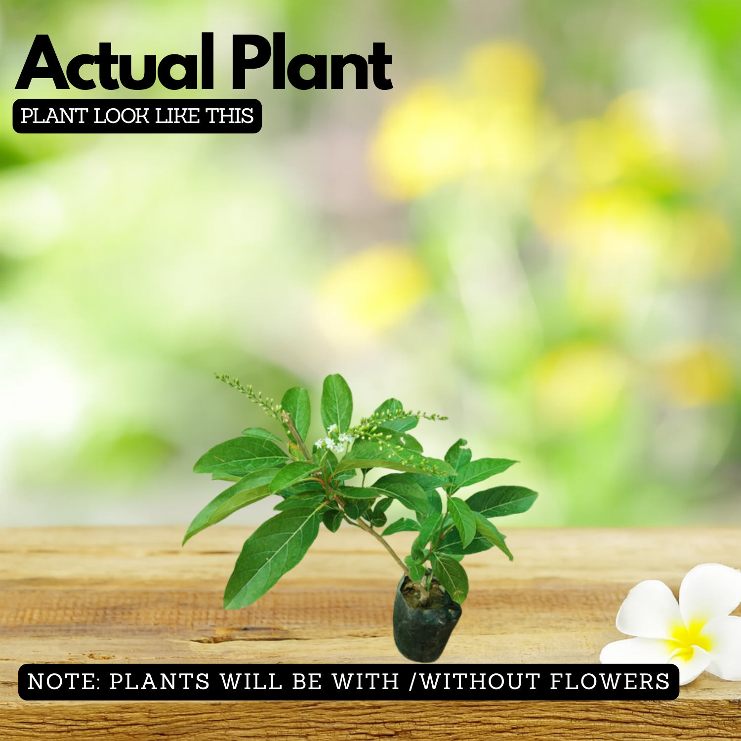 Fiddlewood Tree | Brindhavan Champa (Avenue tree)  Live Plant (Home & Garden)
