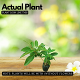 Fiddlewood Tree | Brindhavan Champa (Avenue tree)  Live Plant (Home & Garden)