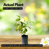 Red Gua(Psidium guajava) Fruit Live Plant (Home & Garden)