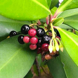 Coralberry Fruit (Ardisia Elliptica) Seedling Fruit Plant (Home & Garden Plants)