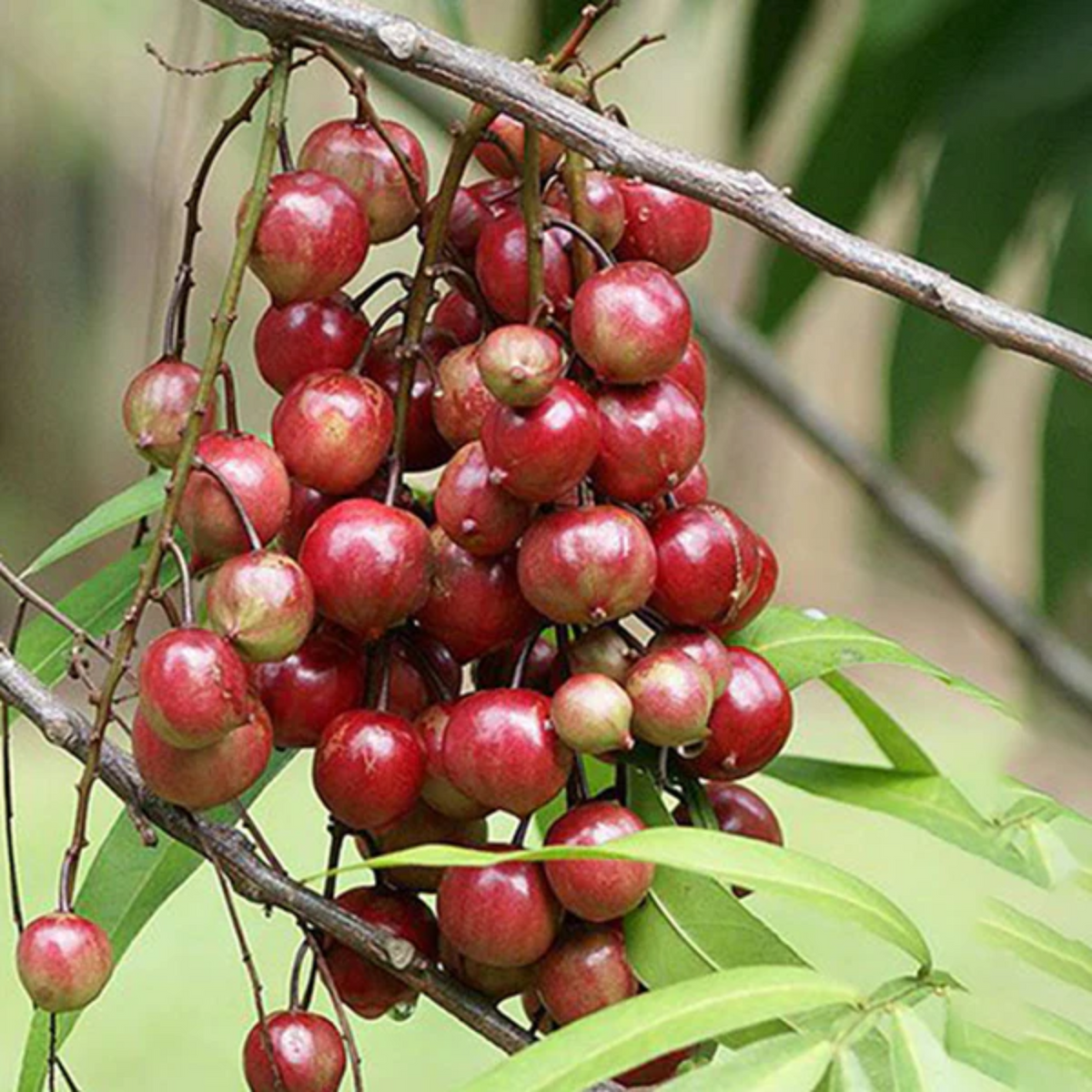 Terengganu Cherry Fruit (Lepisanthes Alata) Seedling Fruit Plant (Home & Garden Plants)