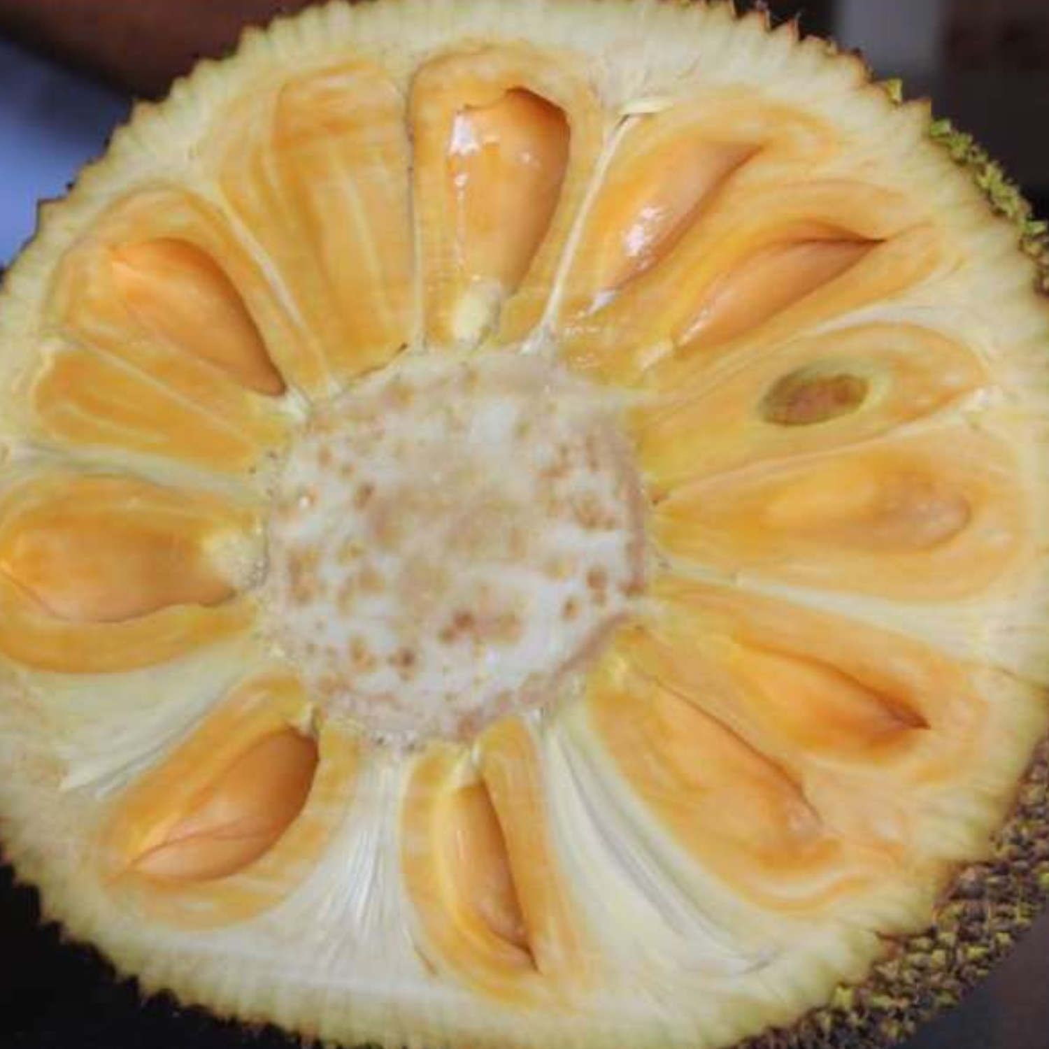 Cambodian Honey Jackfruit Budded Fruit Plant (Home & Garden Plants)