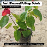 Mussaenda Red Mussaenda erythrophylla Live Plant(Home & Garden)