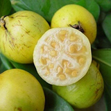 Yellow Strawberry Guava (Psidium Cattleianum) Seedling Fruit Plant (Home & Garden Plants)