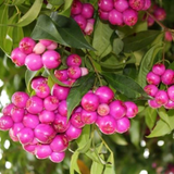 Lilly Pilly Fruit (Syzygium Luehmannii) Seedling Fruit Plant (Home & Garden Plants)