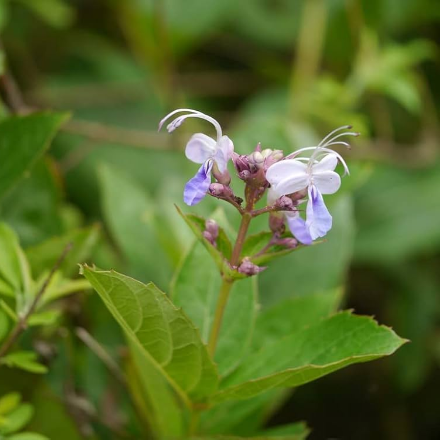 Cheru Thekku (Callicarpa tomentosa) Medicinal Live Plant (Home & Garden)