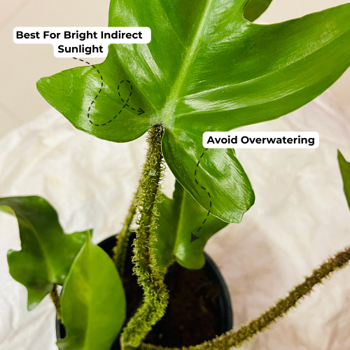 Philodendron Squamiferum / Hairy Philodendron - Live Plant (Home & Garden)