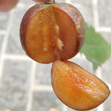 Governor's Plum (Flacourtia Indica) Fruit Plant (Home & Garden Plants)