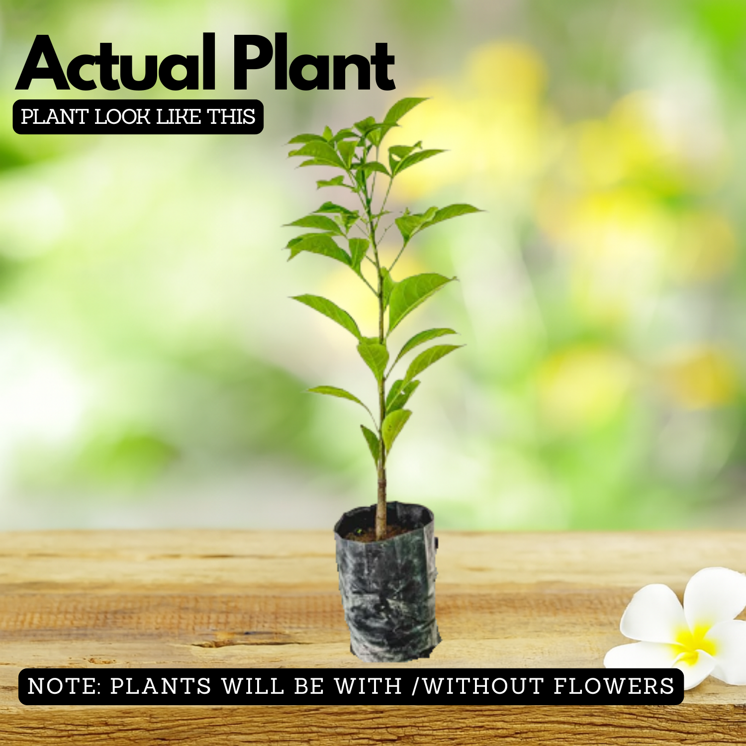 Kalpa Vriksha (Kalpa Taru)  Live Plant (Home & Garden)