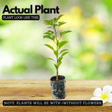 Kalpa Vriksha (Kalpa Taru)  Live Plant (Home & Garden)