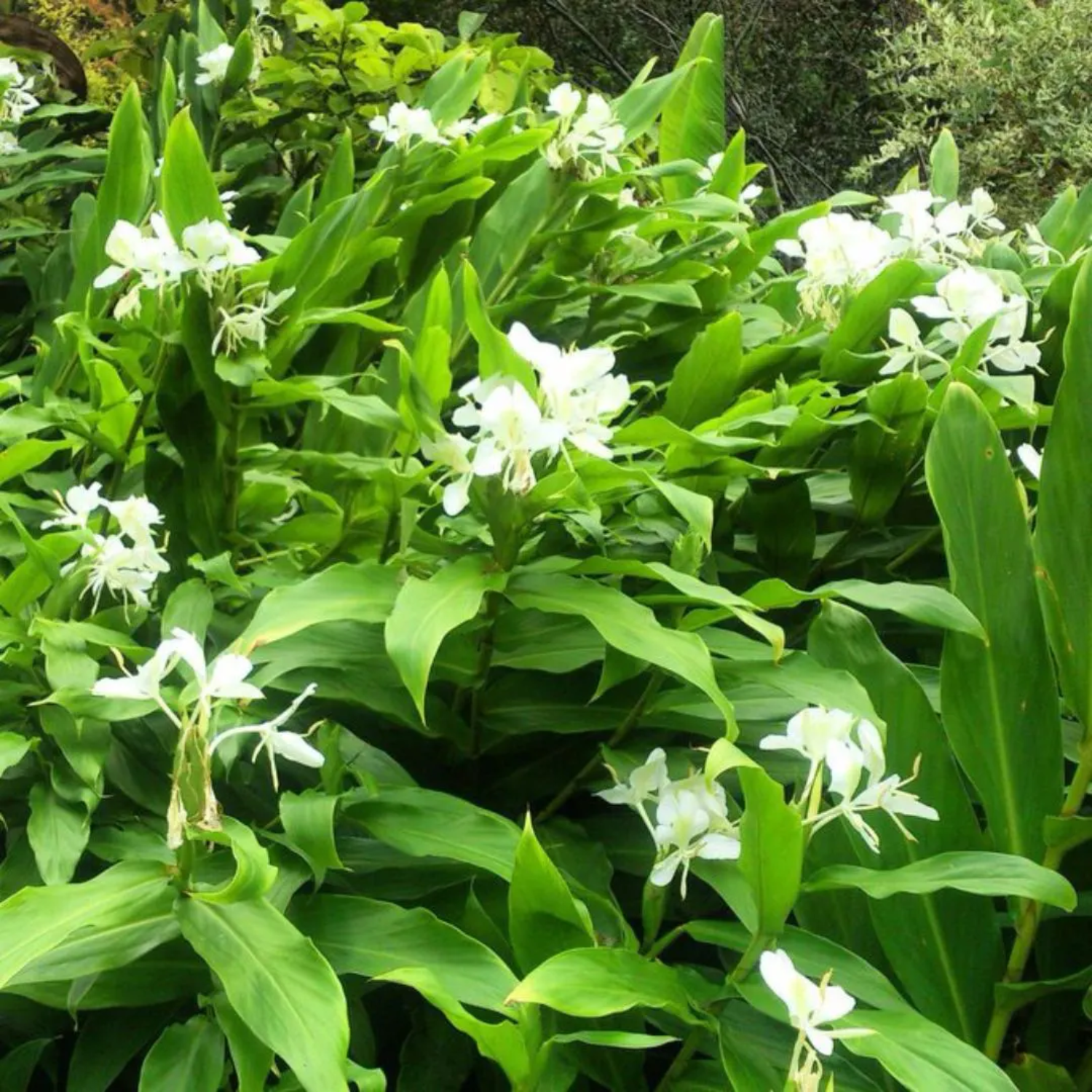 White Ginger Lily / Kalyana Sougandhikam (Hedychium coronarium) Live Plant (Home & Garden) (Copy)