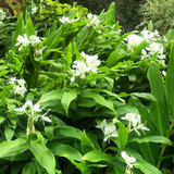 White Ginger Lily / Kalyana Sougandhikam (Hedychium coronarium) Live Plant (Home & Garden) (Copy)