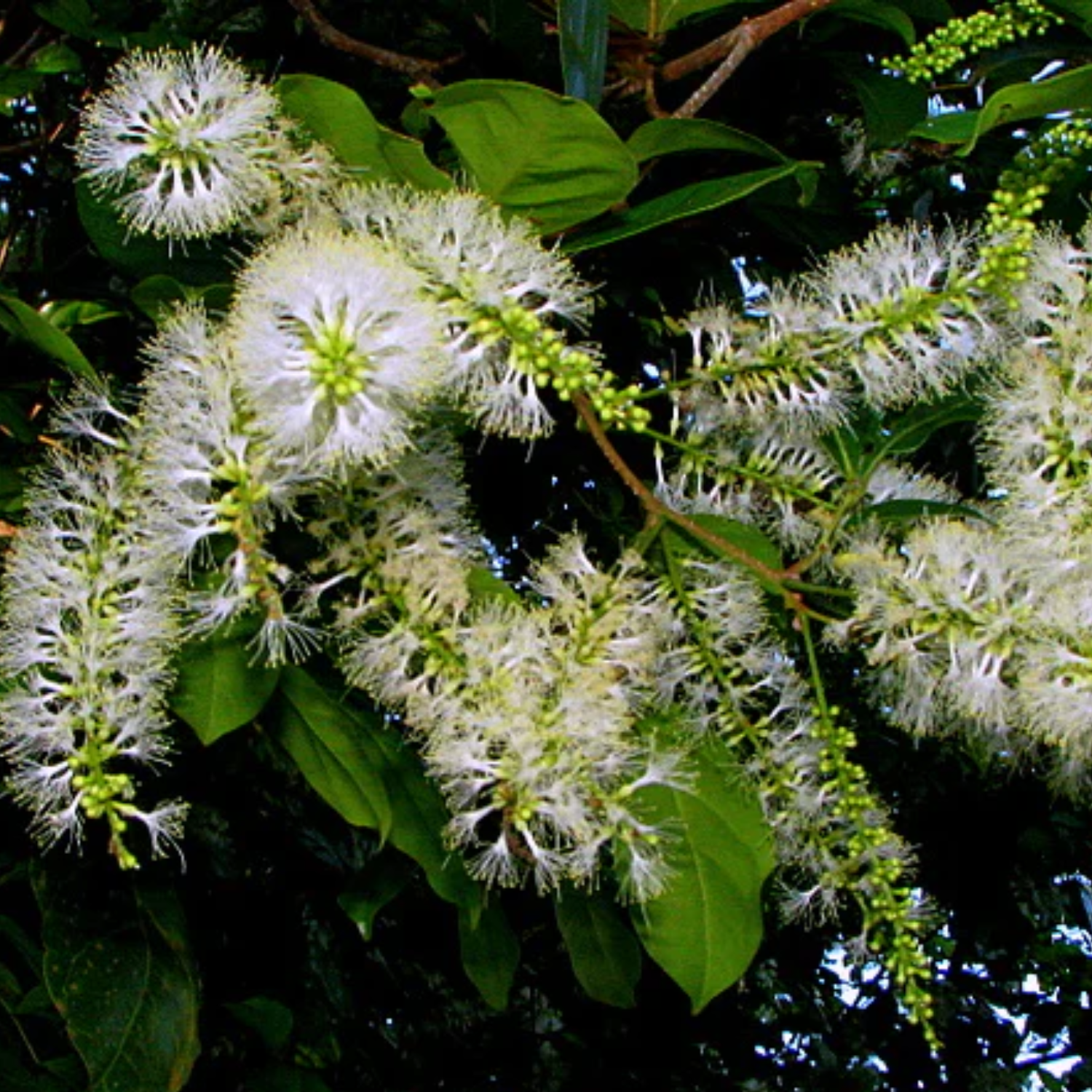 Guama Ice Cream Bean (Inga laurina) Seedling Fruit Plant (Home & Garden Plants)