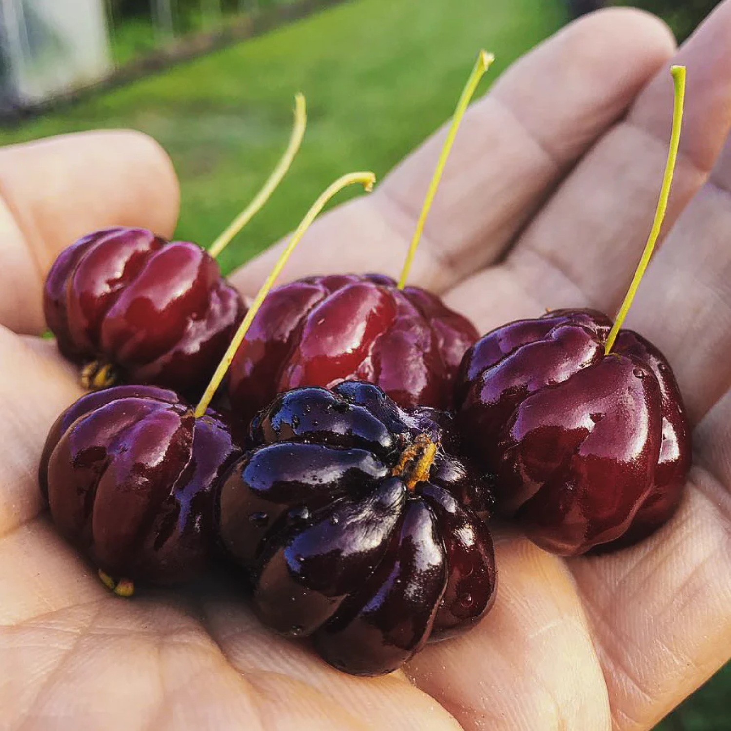 Zill's Surinam Cherry (Eugenia uniflora) Grafted Fruit Plant (Home & Garden Plants)