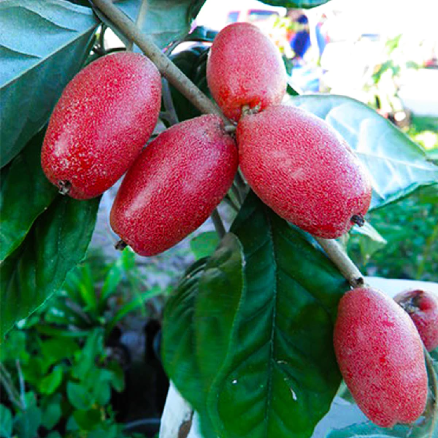 Silver Berry (Elaeagnus Commutata) Layered Fruit Plant (Home & Garden Plants)