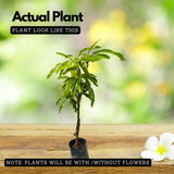 Amrutham Mango Grafted (Mangifera indica) Fruit Live Plant (Home & Garden)