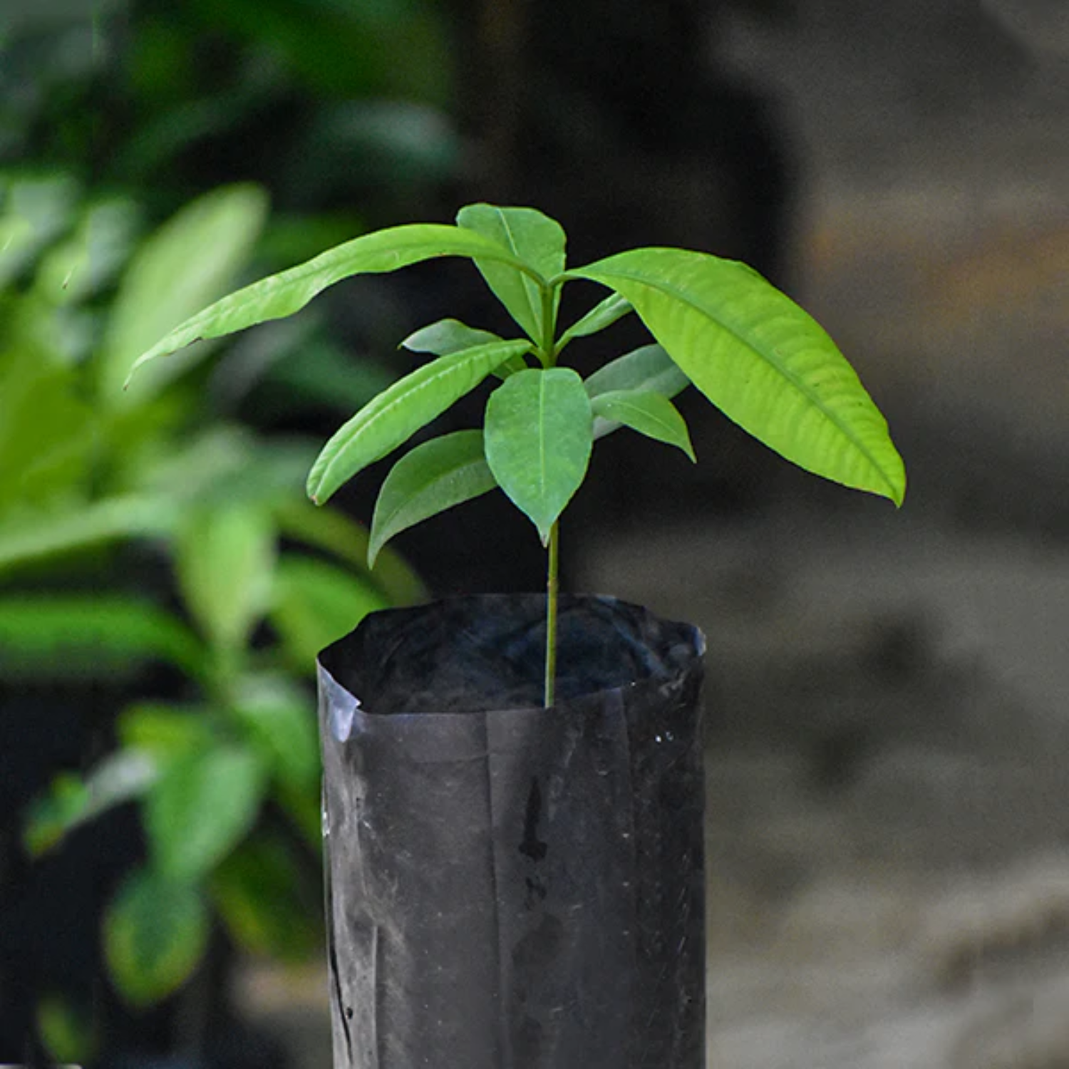 Madrono Fruit (Garcinia Madruno) Seedling Fruit Plant (Home & Garden Plants)