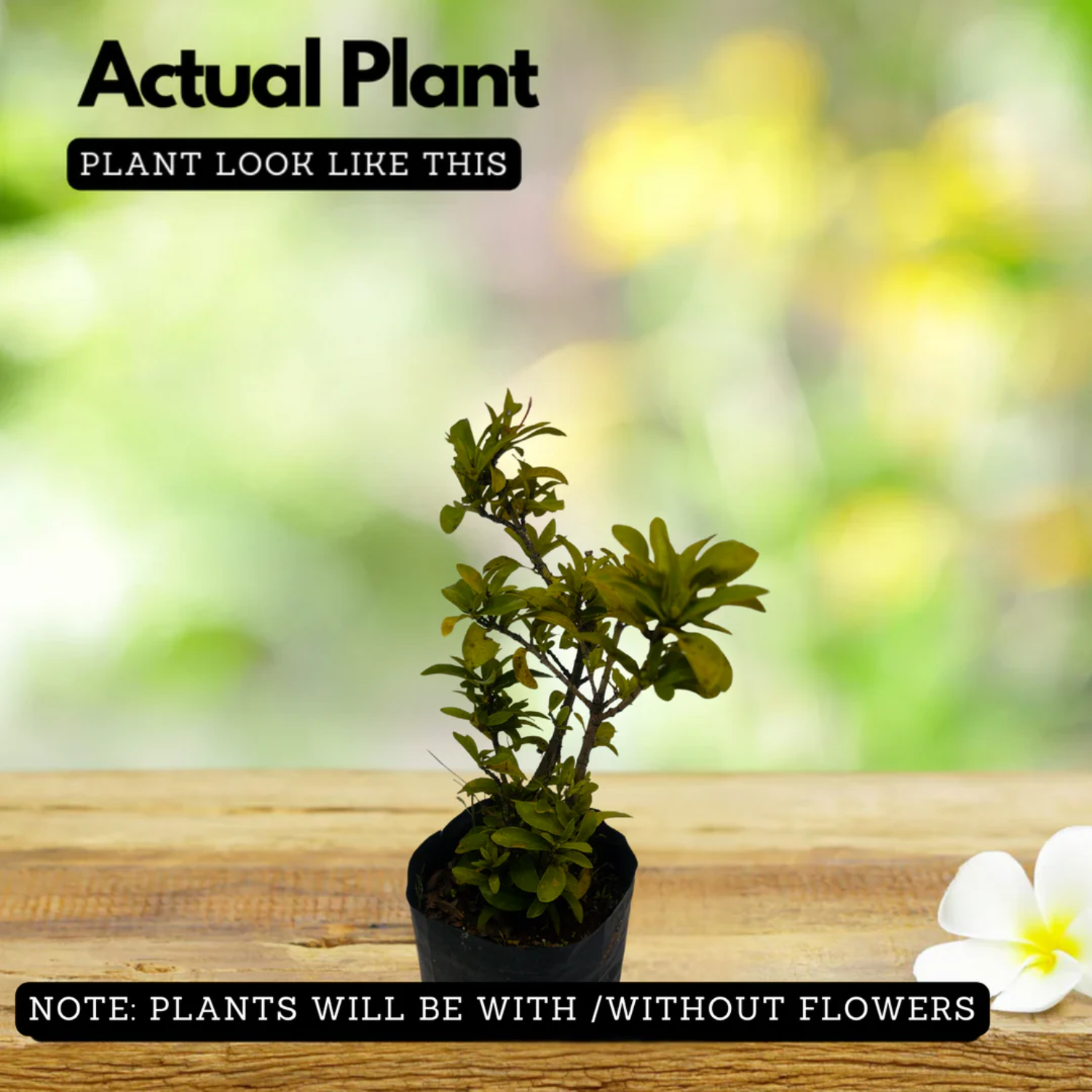 Malaysian Ixora(Ixora siamensis) Live Plant (Home & Garden)