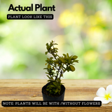 Malaysian Ixora(Ixora siamensis) Live Plant (Home & Garden)