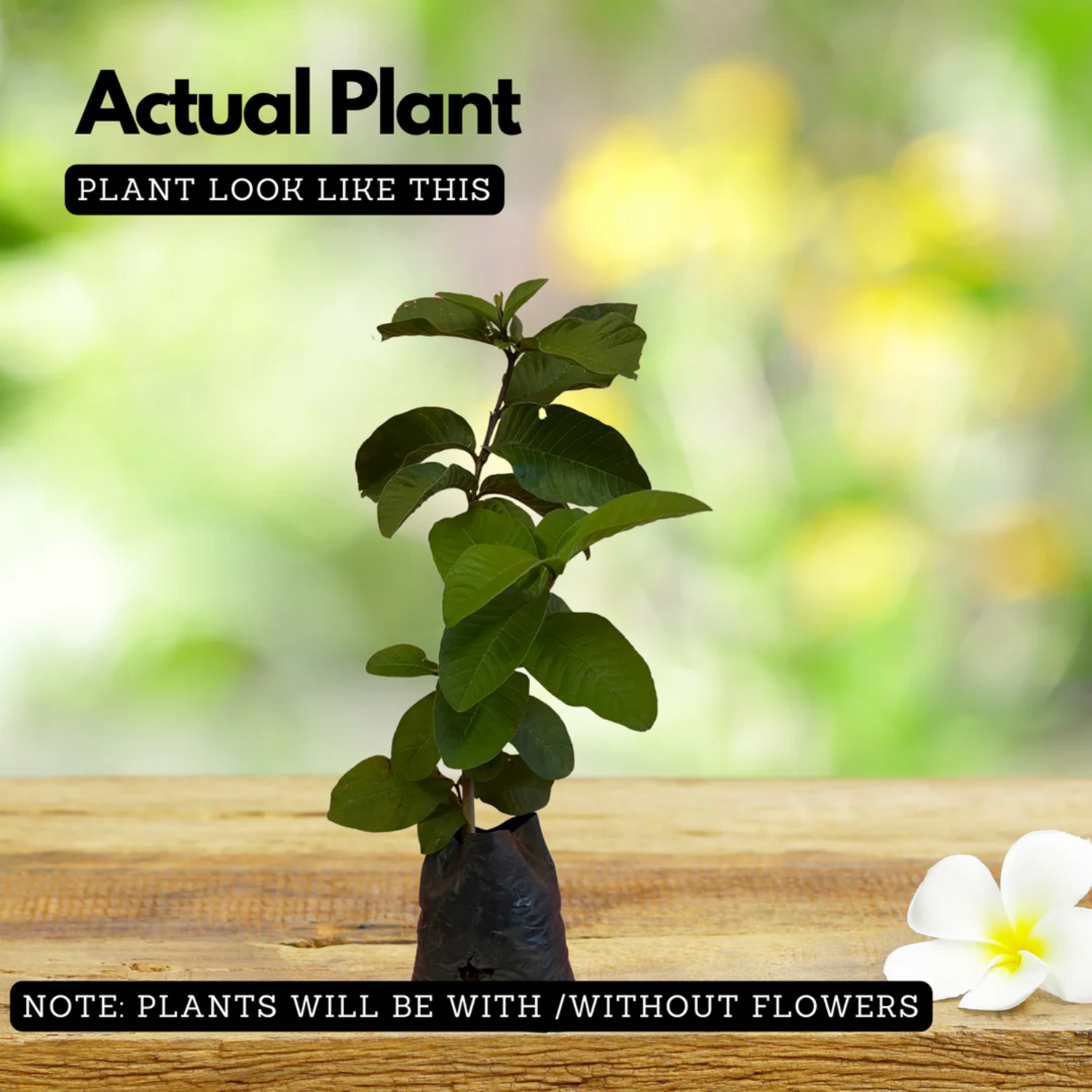 Kilo Pera(Giant Guava)Fruit Live Plant (Home & Garden)