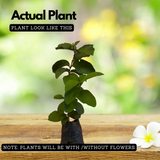 Kilo Pera(Giant Guava)Fruit Live Plant (Home & Garden)