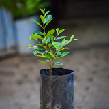 Cherry of De Rio Grande fruit (Eugenia Involucrata) Seedling Fruit Plant (Home & Garden Plants)