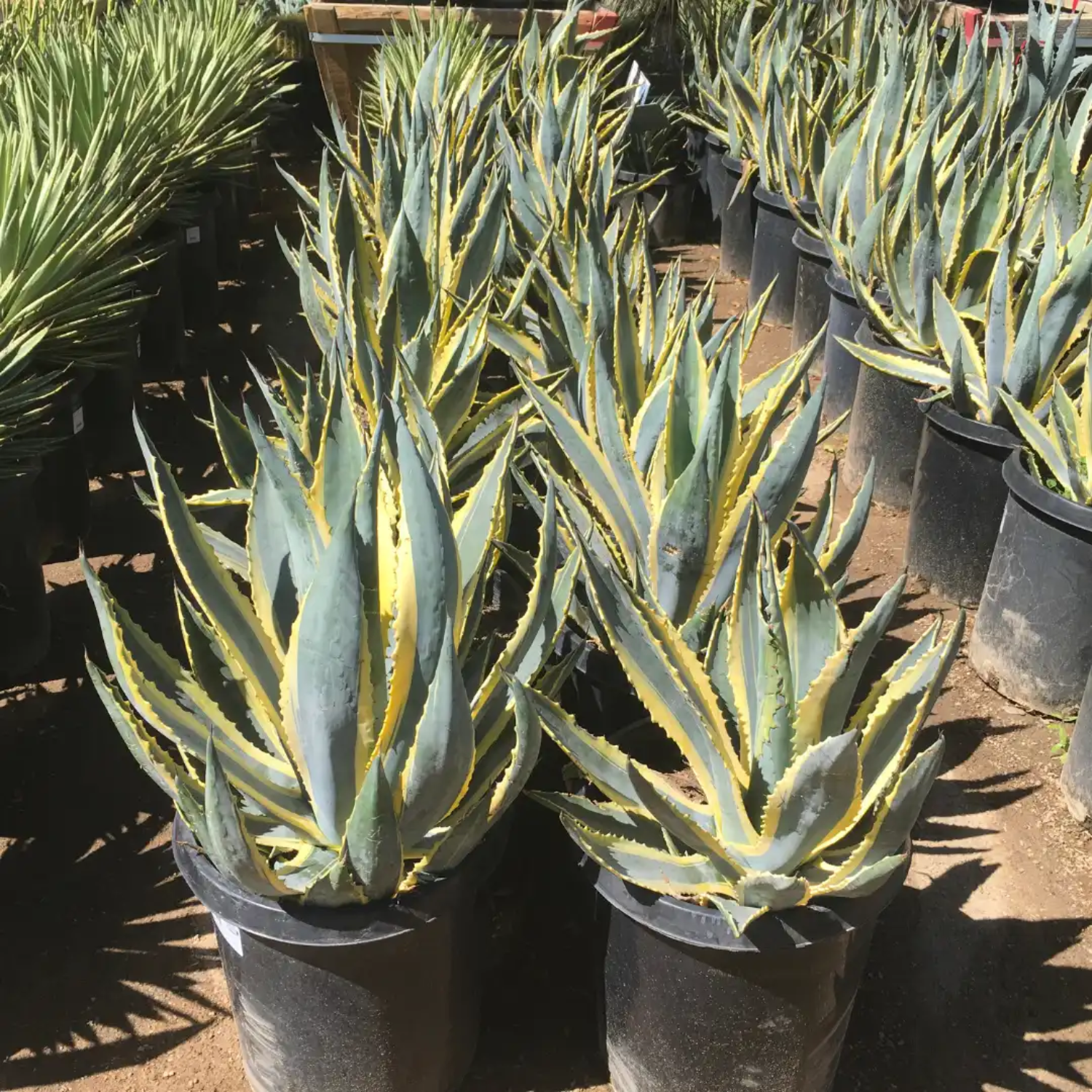 Variegated Agave (Agave americana ‘Variegata’) Live Plant (Home & Garden)