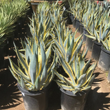 Variegated Agave (Agave americana ‘Variegata’) Live Plant (Home & Garden)