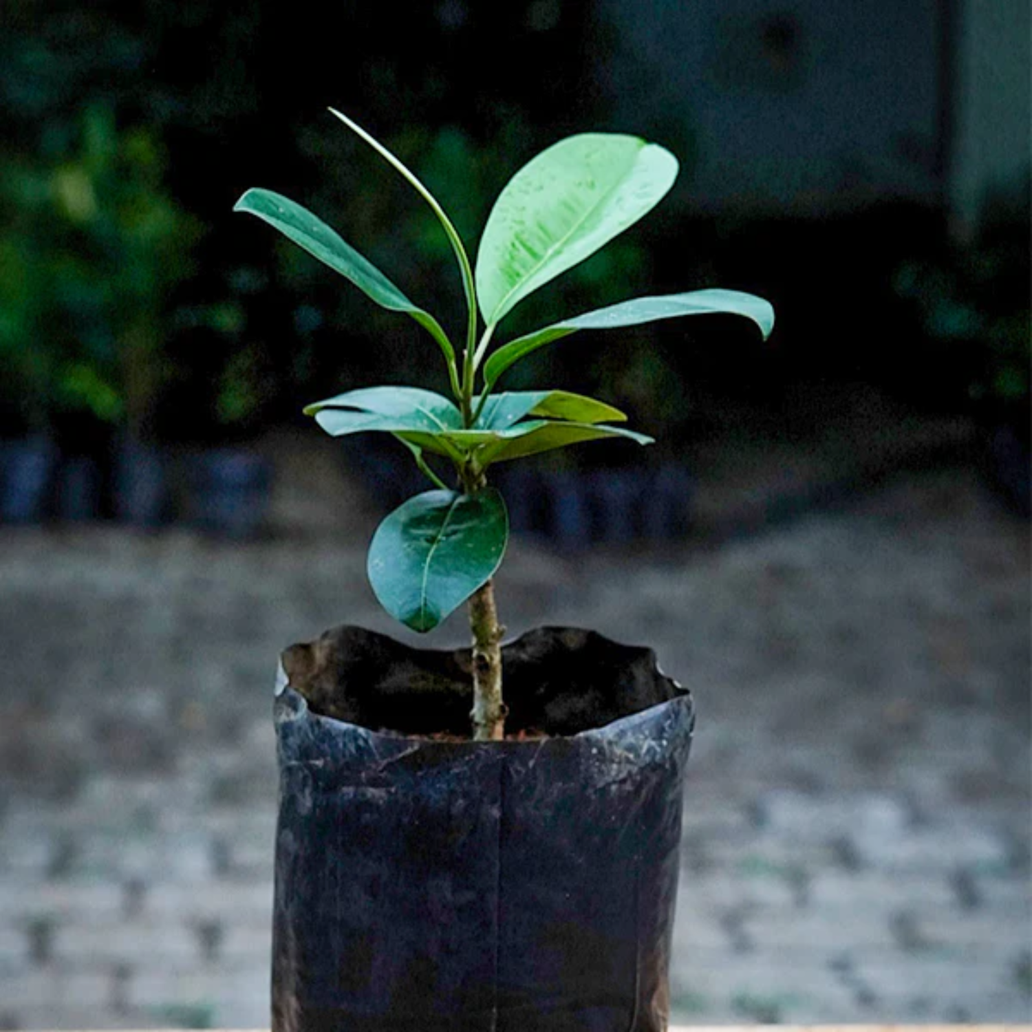 Black Apple Fruit (Pouteria Australis) Budded Fruit Plant (Home & Garden Plants)