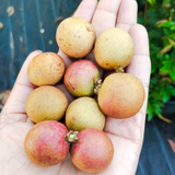 Ping Pong Longan Fruit (Dimocarpus longan) Grafted Fruit Plant (Home & Garden Plants)