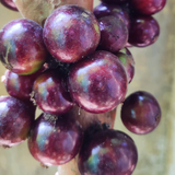 Jaboticaba Red Hybrid (Plinia Cauliflora) Fruit Plant (Home & Garden Plants)