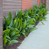 Cast Iron Plant (Aspidistra elatior) Live Plant (Home & Garden)